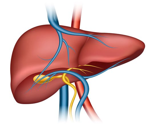 Is Coffee Good for Your Liver? Does It Help or Hurt?