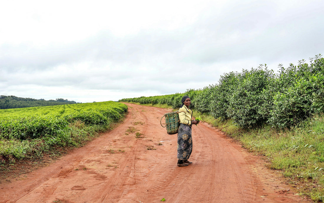 Meet the Farmers Behind Nyota Kenyan Coffee | Fair Trade & Organic