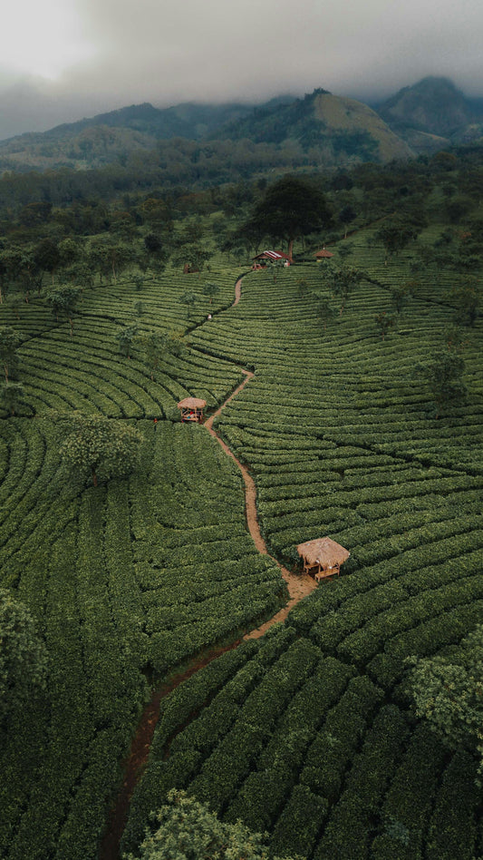 From Farm to Cup: Transparent Sourcing at Nyota Coffee
