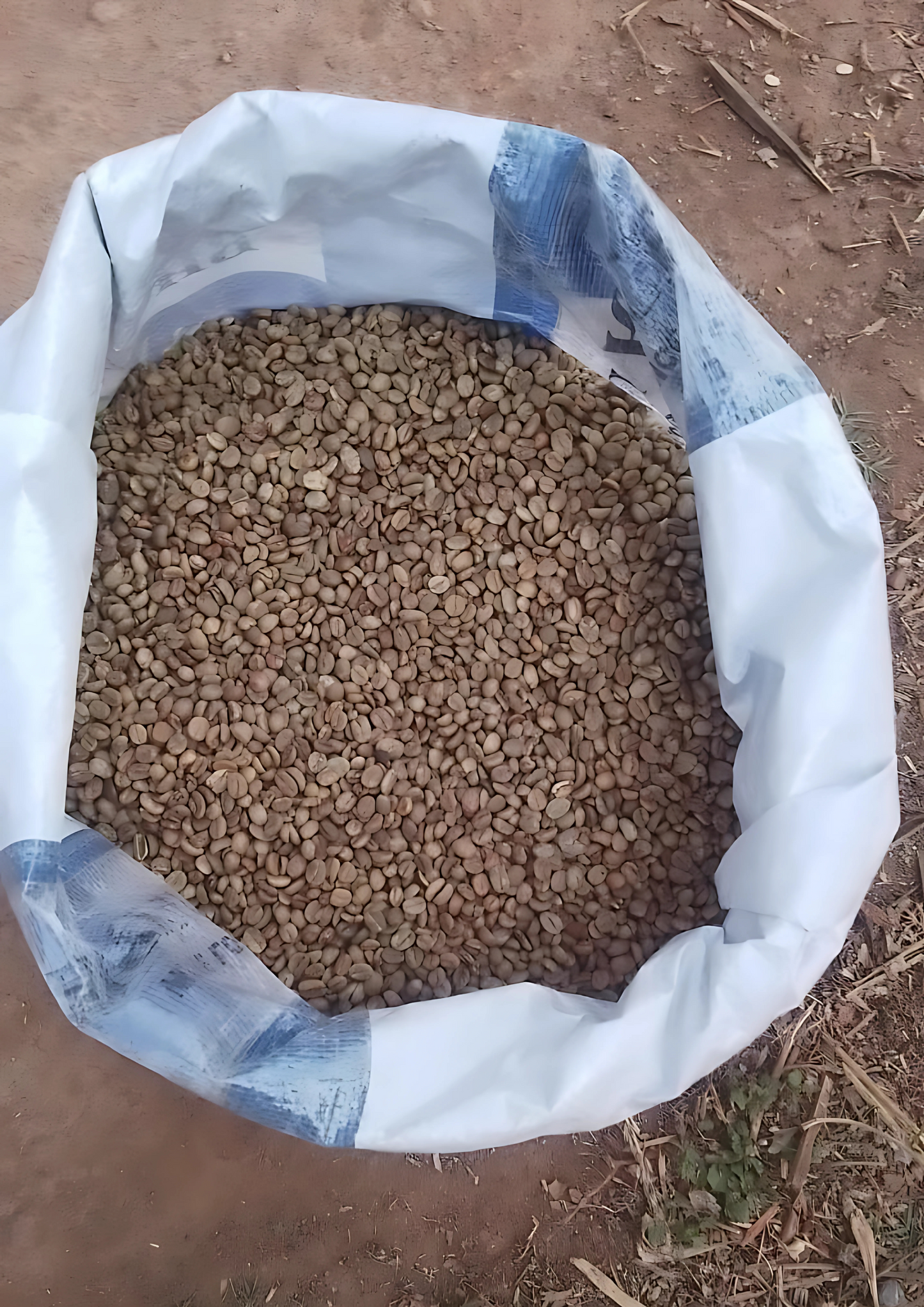 50 KG Green Coffee Beans