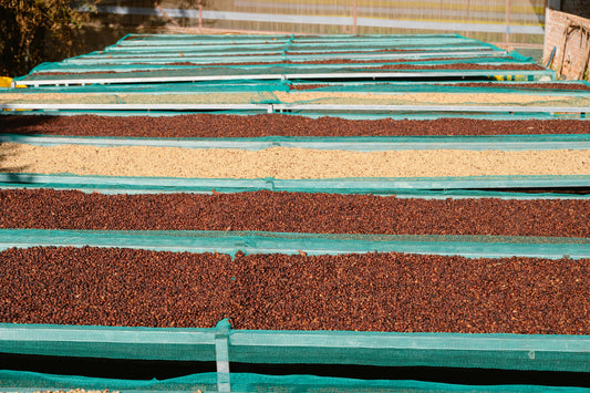 Coffee Processing Methods: Dry vs. Wet – Why the Natural Dry Method Produces Better Coffee