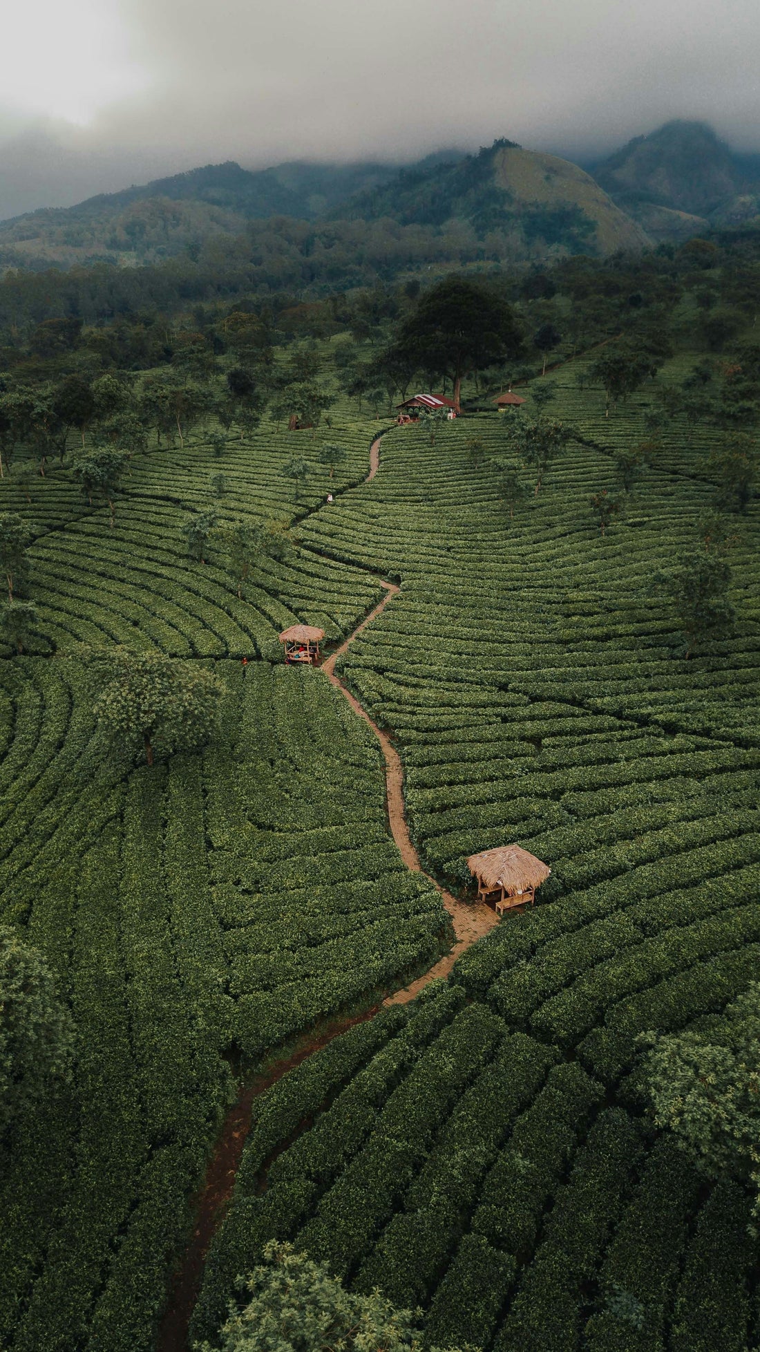 From Farm to Cup: Transparent Sourcing at Nyota Coffee