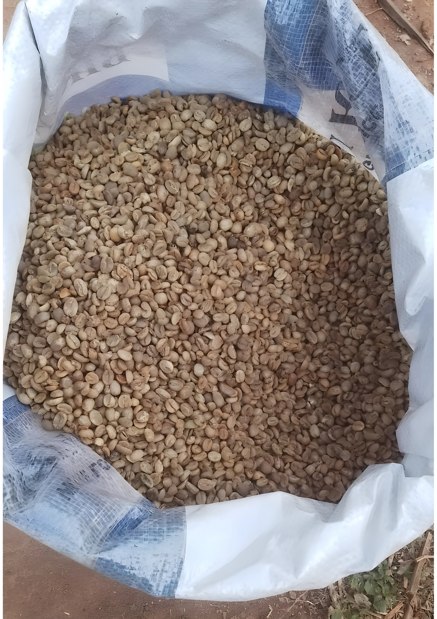 50 KG Green Coffee Beans